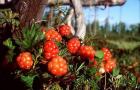 Harvesting cloudberries How best to preserve cloudberries for the winter
