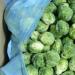 Recommendations, how many minutes and how to cook Brussels sprouts